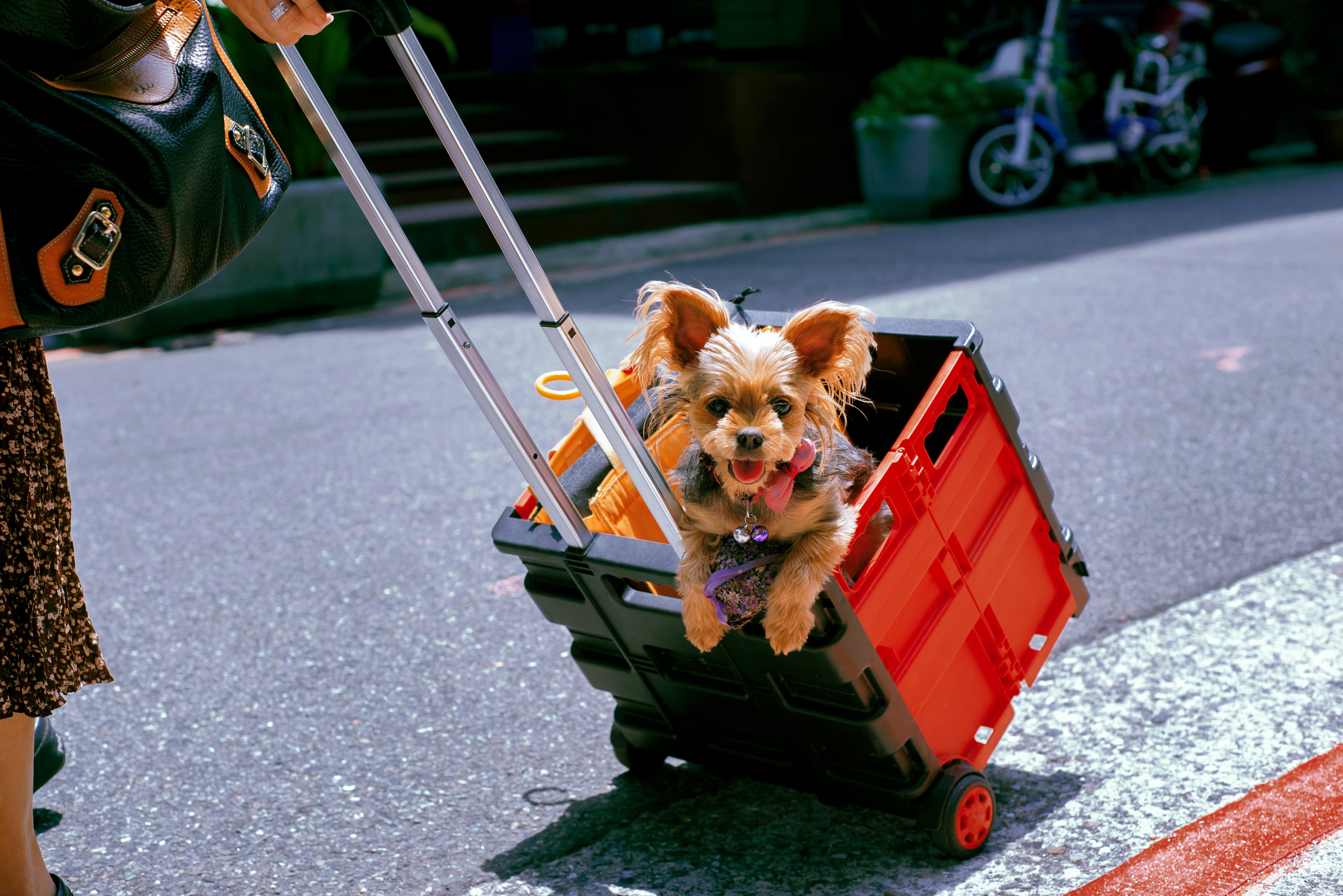 Pet Movers Video across the country